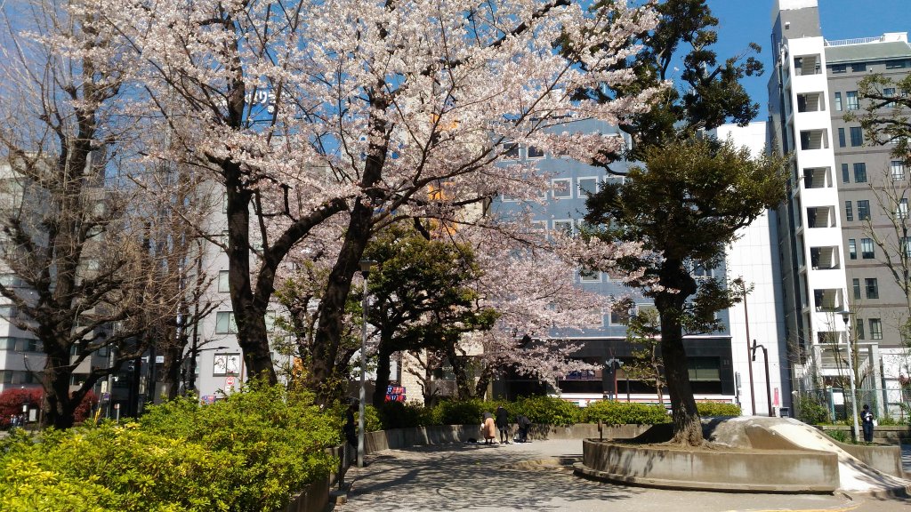 【秋葉原で花見】オタクが行くべき桜が見頃なおすすめスポット2019