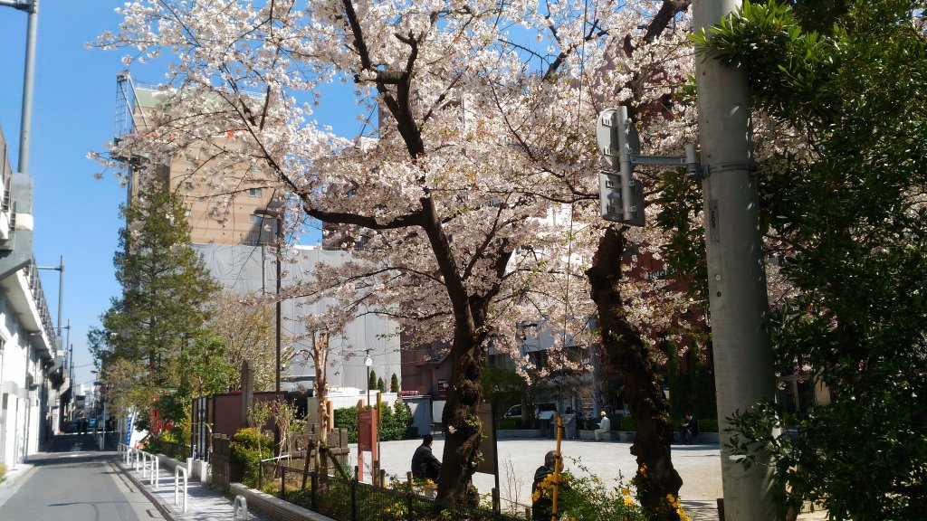 【秋葉原で花見】オタクが行くべき桜が見頃なおすすめスポット2019